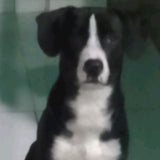 jeffersonfrancisco801